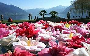 parco camelie locarno7 9900000000079e3c